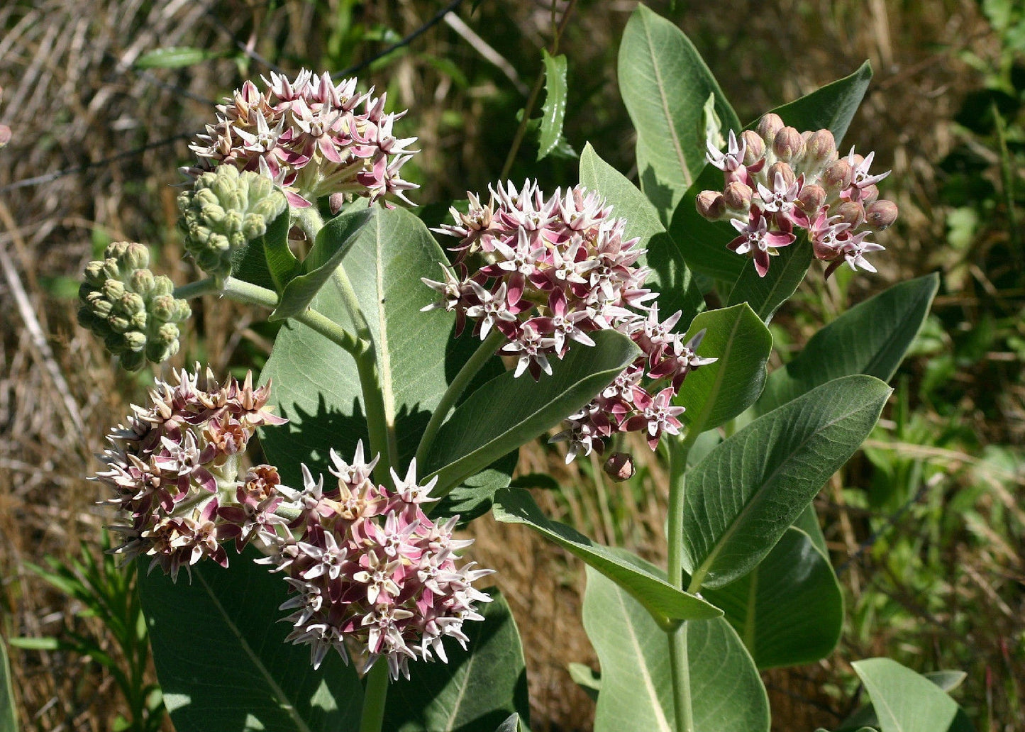60 Seeds Showy Pink Milkweed for Butterflies - Asclepias speciosa - Native Pollinator Garden Plant