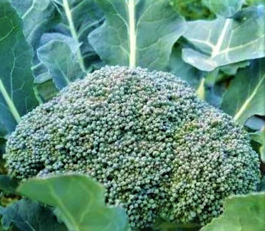 Broccoli Seeds 300+ Non-GMO De Cicco Variety for Home Gardening - Brassica oleracea