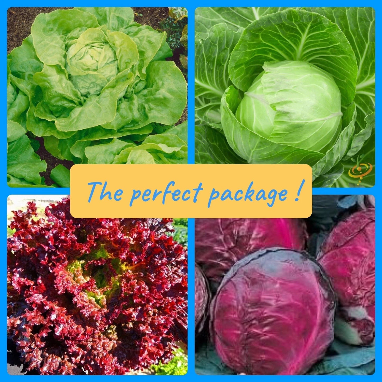 Rare Vegetable Collection - 4 Varieties: Red & Golden Cabbage, Red & Golden Lettuce - Brassica oleracea, Lactuca sativa