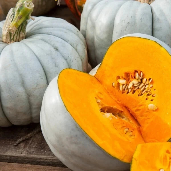 Jarrahdale Blue Pumpkin Seeds - 10 Pack - Organic USA Seeds - Heirloom Variety for Home Gardening