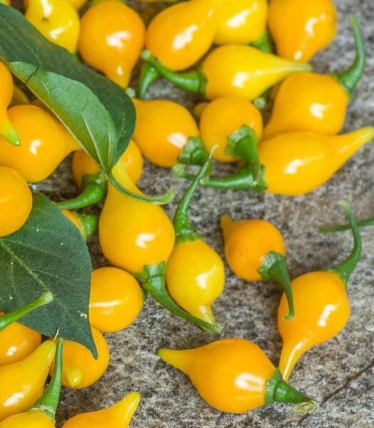 Biquinho Pepper Seeds - 15 Fresh Yellow Premium Seeds - Capsicum chinense
