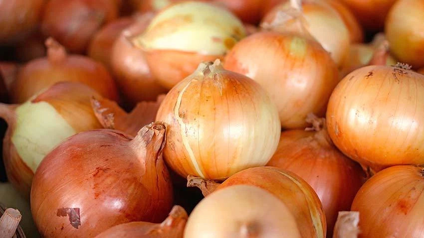 Candy Onion Seeds - Fresh Onion Seed Variety - Allium cepa