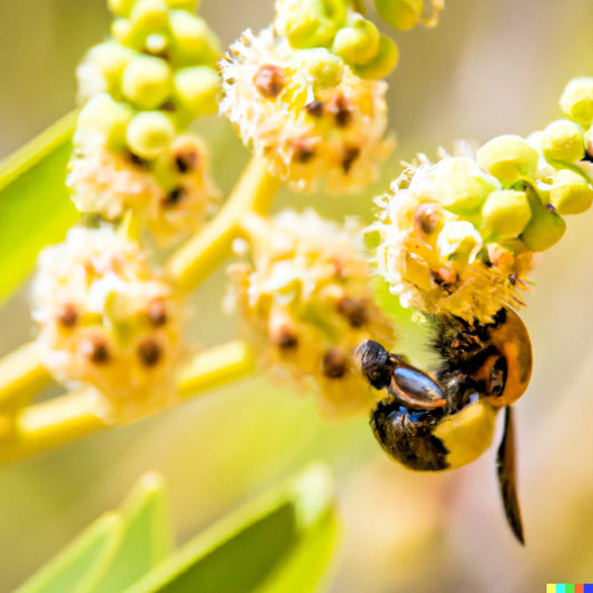 20 Bee Tree Seeds - Euodia danielli, Rare Tetradium for Superior Honey Production