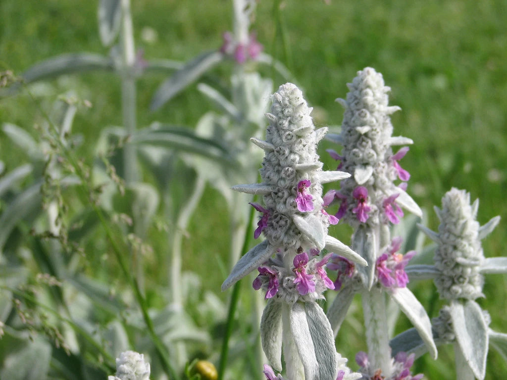 30 Lamb's Ears Seeds - Sun Perennial - Stachys byzantina - Easy to Grow Ground Cover - GroCo USA
