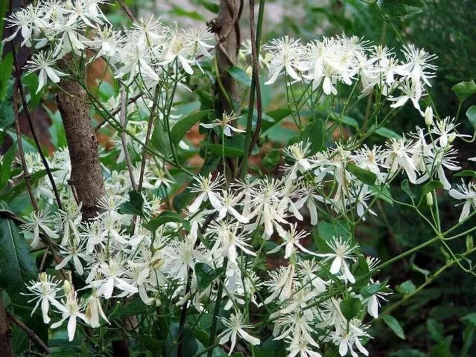 Sweet Autumn Clematis Cuttings - 10 Fragrant Vines - Terniflora Clematis