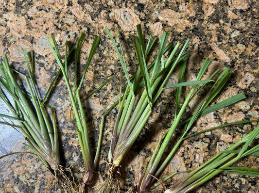 20 Fully Rooted Organic Lemongrass Stalks for Planting - Cymbopogon citratus