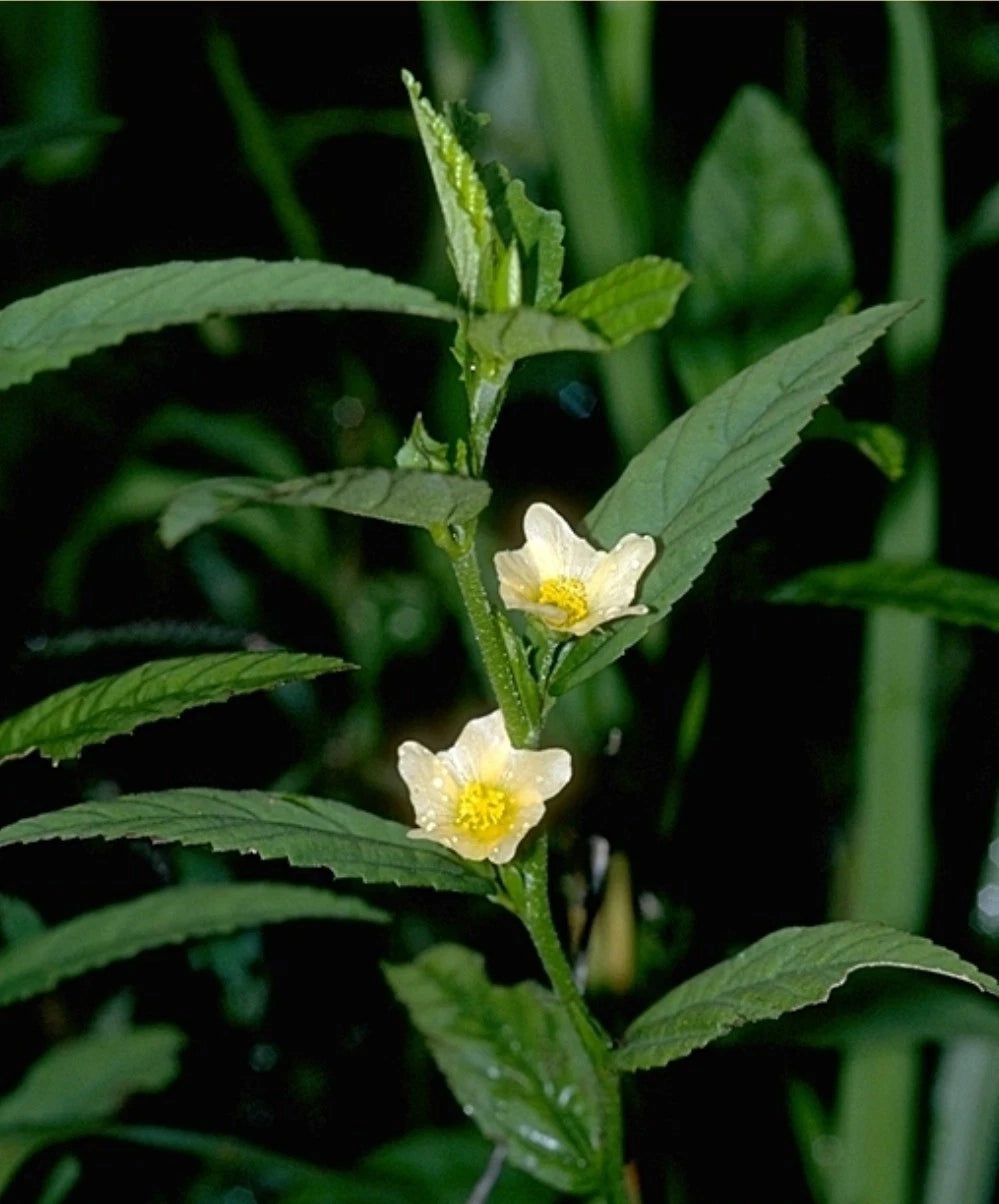 Arrowleaf Sida Seeds - Organic Heirloom Herb - 50+ Seeds - Sida rhombifolia - Medicinal Plant