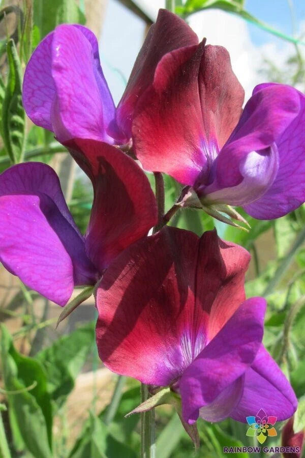 Matucana Sweet Pea Seeds - 50+ Pack for Garden Planting - Lathyrus odoratus - USA Grown, Free Shipping