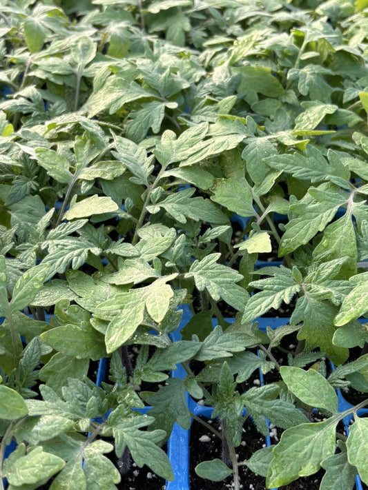 Big Beef Tomato Live Plants - Lot of 3, 6-10 Inches - Heirloom Variety, Lycopersicon esculentum