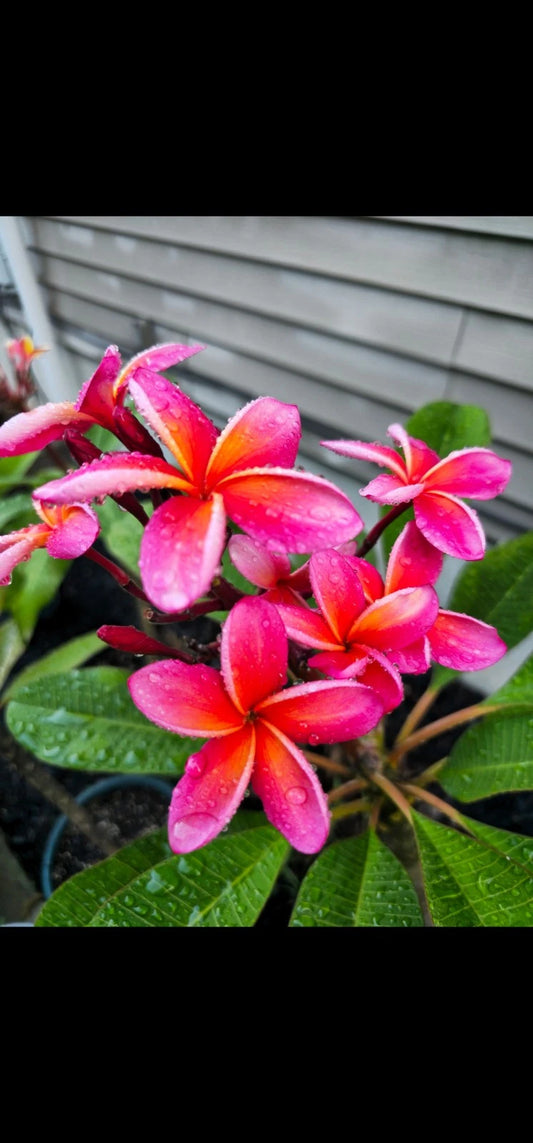 Kaneohe Sunburst Plumeria Cutting - Very Rare - 2 Tips - Rainbow Pink Yellow - Plumeria rubra