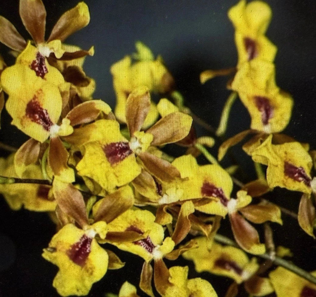 Orchid Plant 2in Pot Oncidesa Hwuluduen Chameleon Exotic Colorful Hybrid
