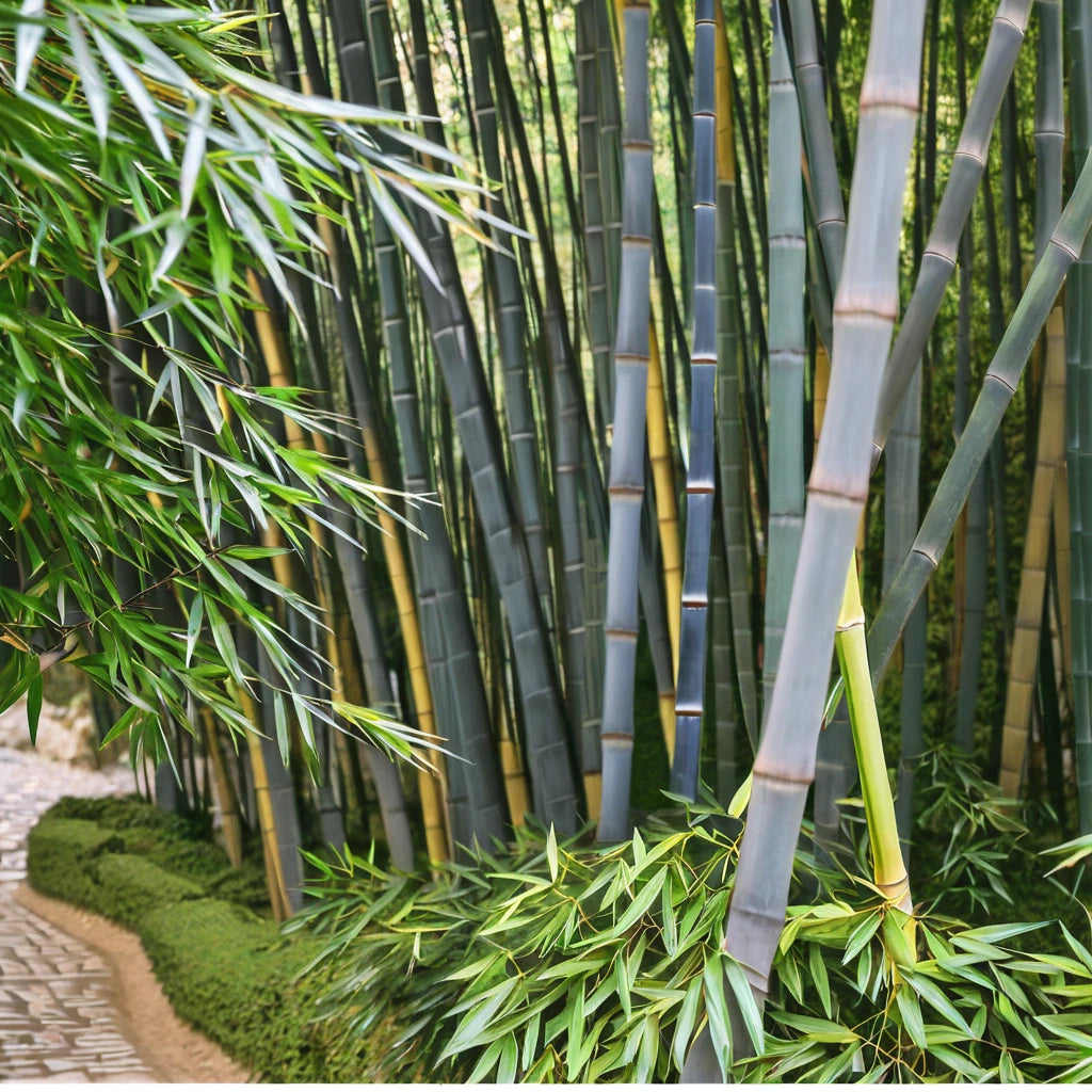 50 Bamboo Seeds - Tropical Blue Clumping Privacy Plant for Garden - Perfect Shade Screen - Ideal for Landscaping