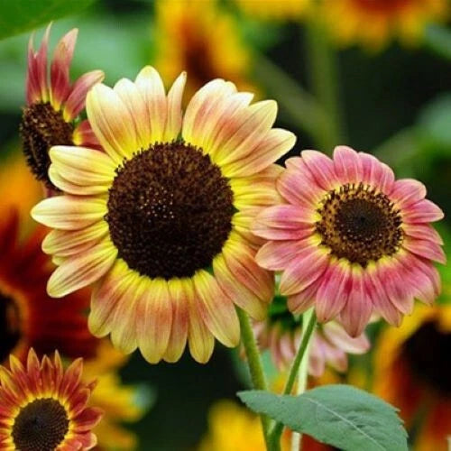 Autumn Beauty Sunflower Mix Seeds - 50+ Colorful Flowers for Bees - Perfect for Beautiful Gardens - USA Grown