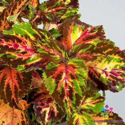 Coleus Seeds - 25+ Superfine Rainbow Multicolour Variety - Perfect for Garden - Free Shipping in USA - (Solenostemon scutellarioides)