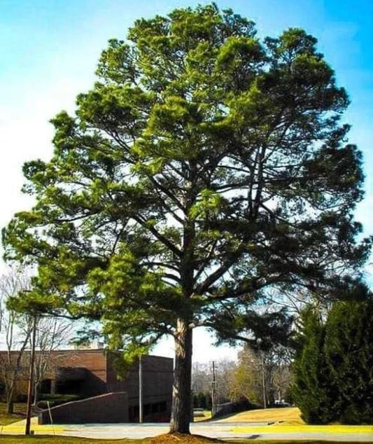 Loblolly Pine Tree Seedlings - 1-2 Feet - Fast-Growing Evergreen (Pinus taeda)