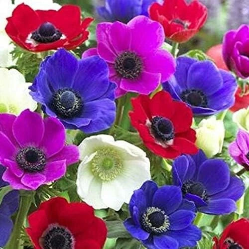 Anemone De Caen Flower Bulbs - 25 Pack - Mixed Colors - Anemone coronaria