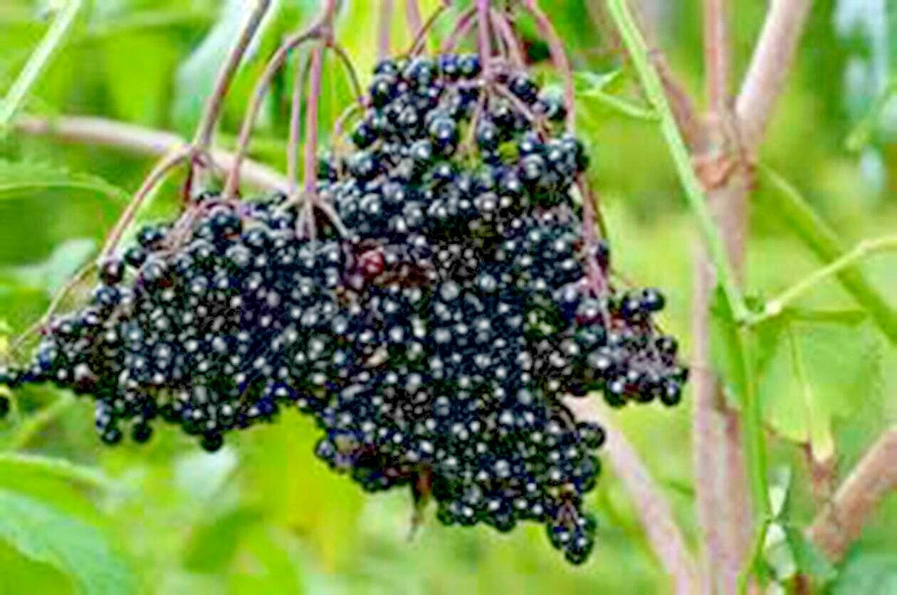 American Elderberry Seeds - 31+ Count - Native Shrub Bush Hedge - Sambucus canadensis - Fruit Tree for Green Fence
