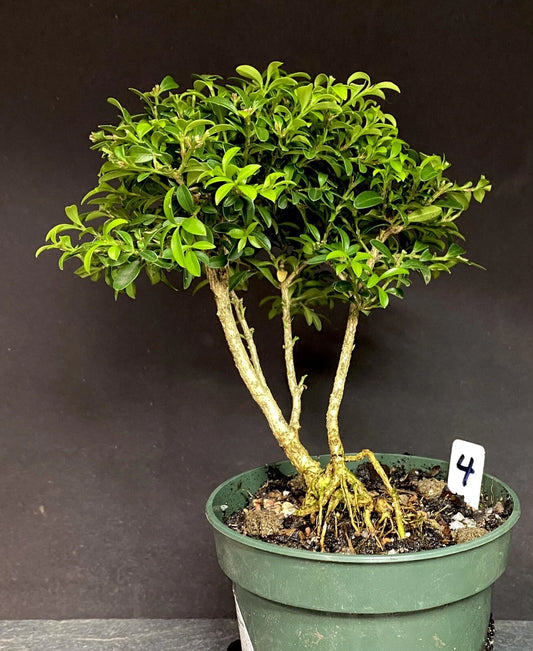 Bonsai Tree Kingsville Boxwood Pre-Bonsai 8-10 Years - Buxus microphylla var. japonica, Ready to Pot Up