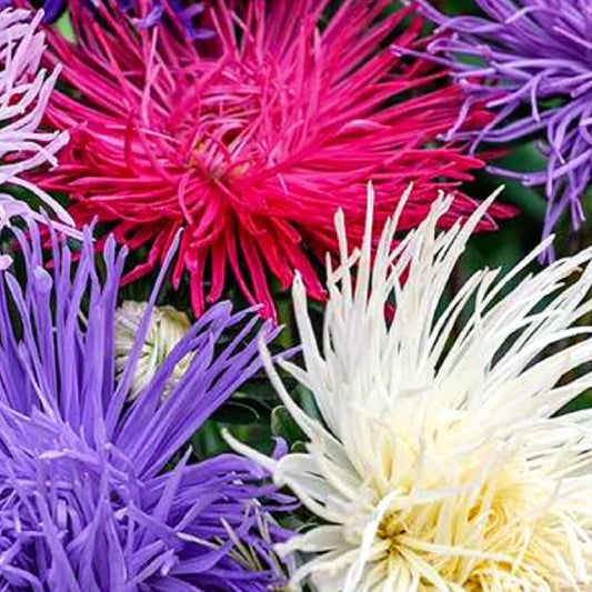 Aster Seeds - Crego Giant Mixture - NON-GMO Heirloom - Fresh Flower Seeds - Perfect for Gardens - Bulk Pack