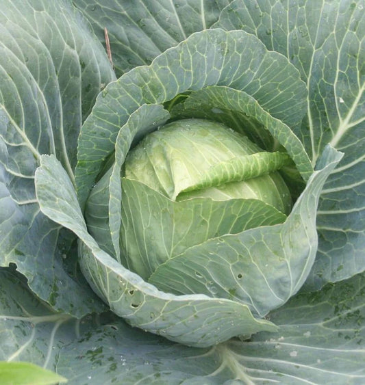 Charmant Cabbage Seeds | Fresh Seeds for Planting | Brassica oleracea Var. Capitata