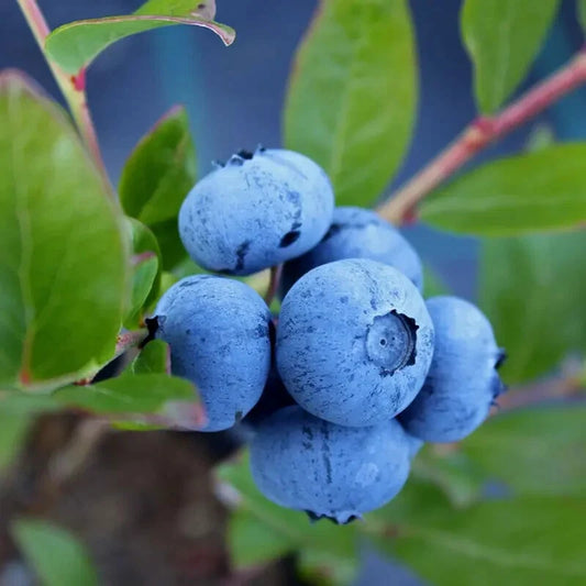 Blueberry Plant 3" Pot - Sunshine Blue Variety - Vaccinium corymbosum
