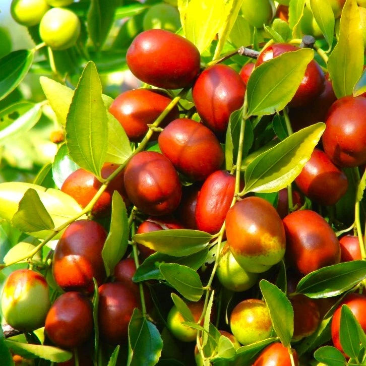 Jujube Tree Seeds | Chinese Red Date | 紅棗 | Ziziphus Jujuba Ber Hong Zao Seed 2025