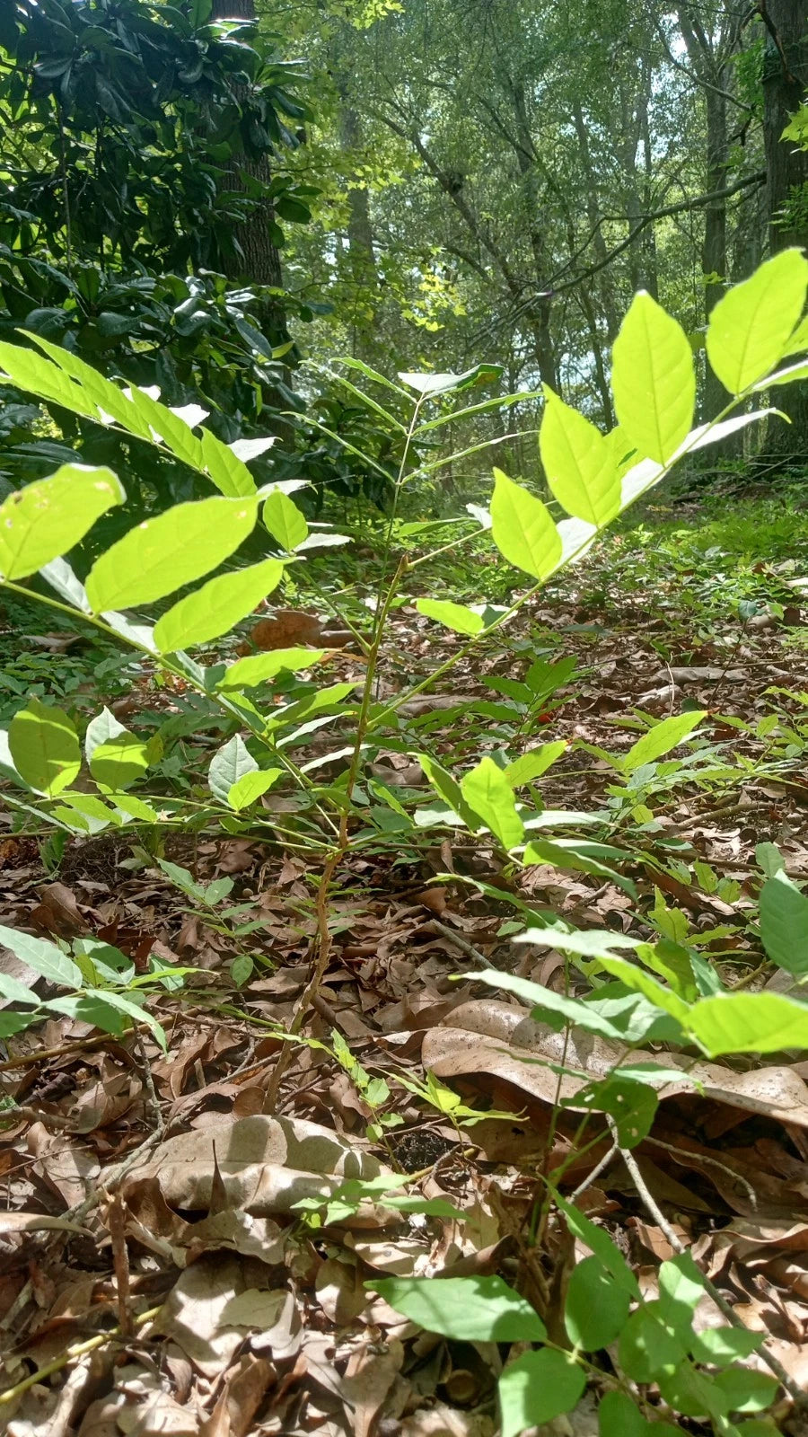 Japanese White Wisteria Bonsai Tree 12" Bare-Root - Wisteria floribunda - Medium Vine for Home and Garden