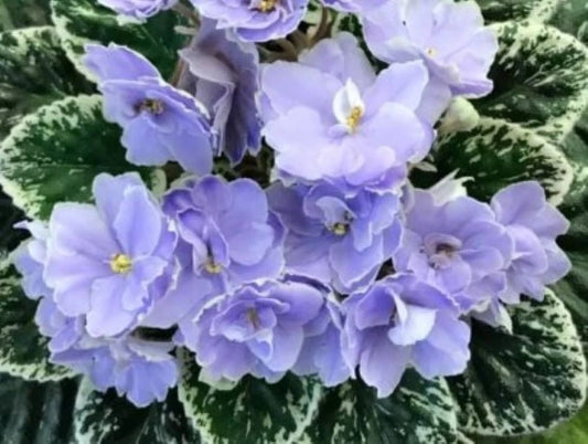 African Violet Leaves - 2 Pack - Hunter's Blue Northern - Saintpaulia ionantha