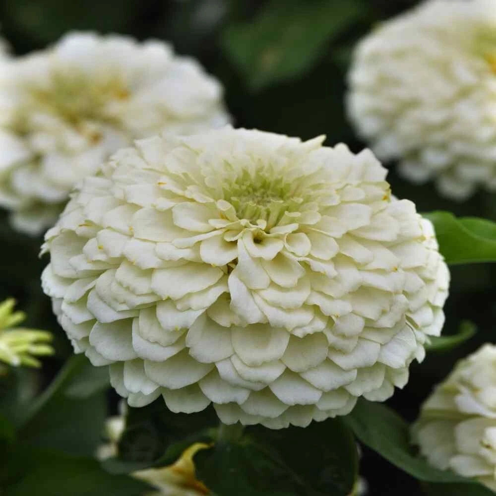 Benary Giant White Zinnia Seeds - 100+ Pack for Garden Planting - Zinnia elegans - USA - Free Shipping