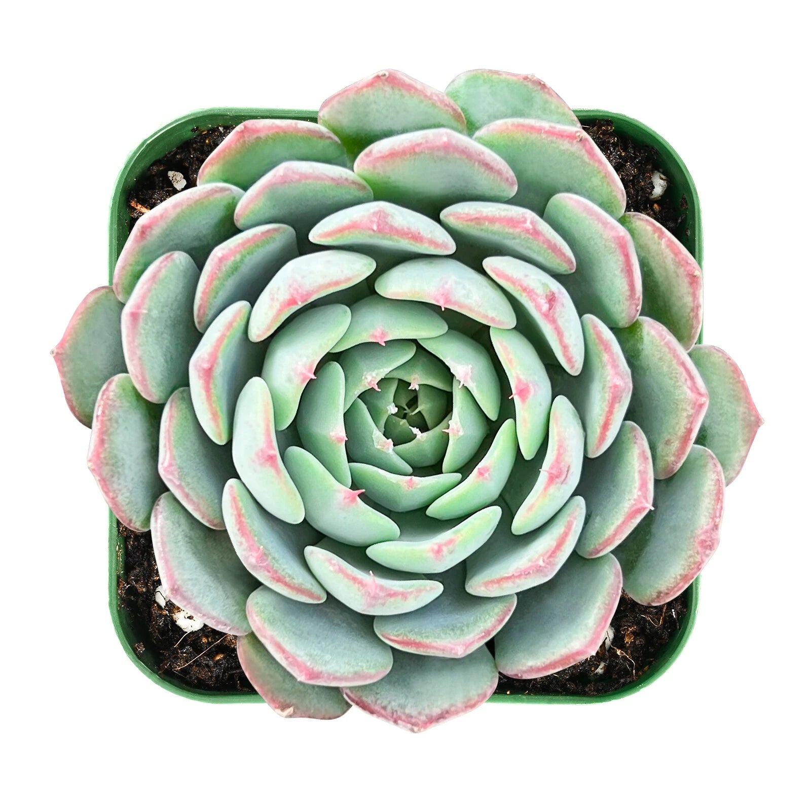 Live Fresh Echeveria Minima Succulent in 2 Inch Pot - Fully Rooted Rosette Plant, Perfect for Indoor Decor