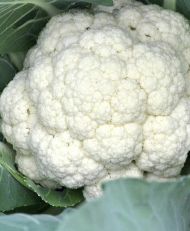 Cauliflower Seeds 2000 Count Snowball Y Improved Non-GMO Self Blanching (Brassica oleracea)