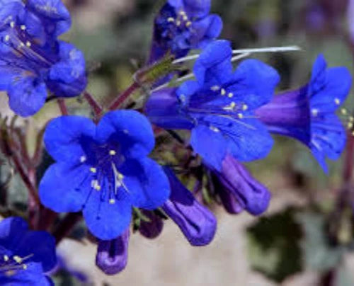 California Bluebell Seeds, 100 Seeds, Phacelia Campanularia, Desert Bluebells, Flower Garden Seeds