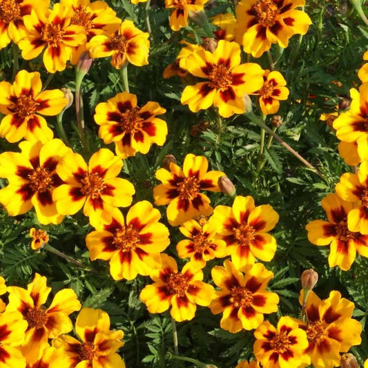 Dainty Marietta Marigold Seeds - 150+ Dwarf Flower Seeds - Tagetes Patula - USA Grown, Free Shipping