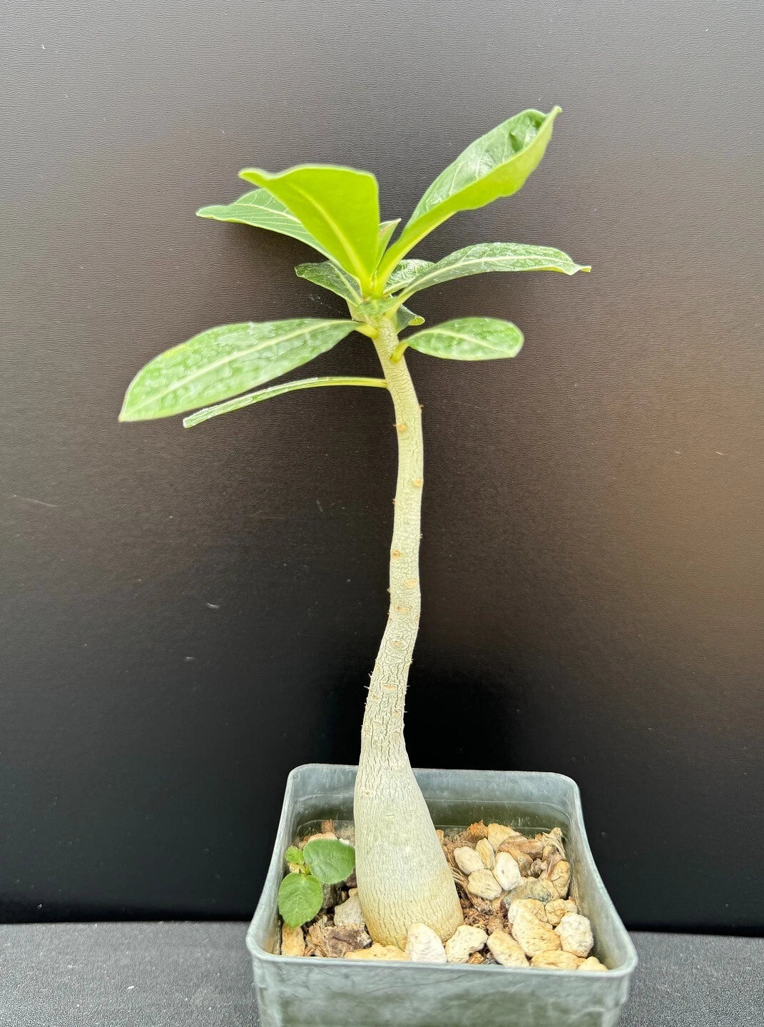 Adenium obesum 'Merrylynn's Pink' - Rare Succulent in 2.5" Pot - Pink Flowering Desert Rose Plant