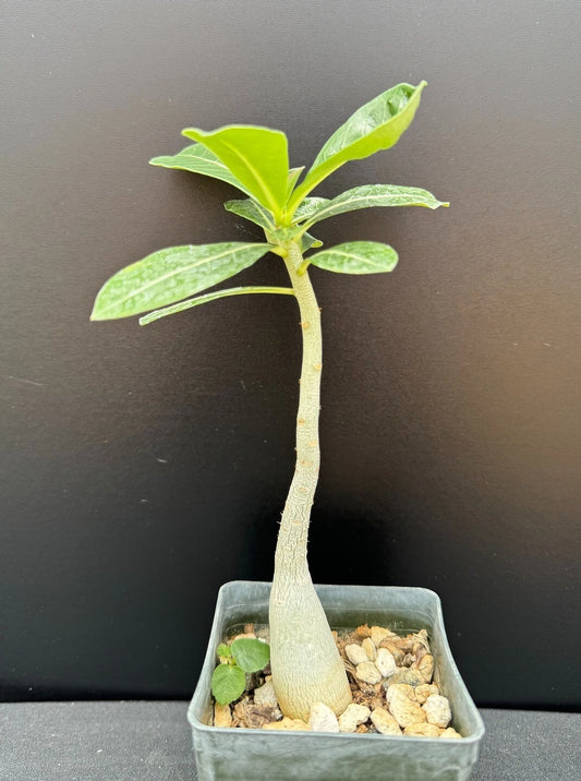 Adenium obesum 'Merrylynn's Pink' - Rare Succulent in 2.5" Pot - Pink Flowering Desert Rose Plant