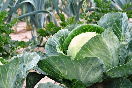 200+ Heirloom Cabbage Seeds - Non-GMO - All Seasons - Organic Garden Seeds - Brassica oleracea