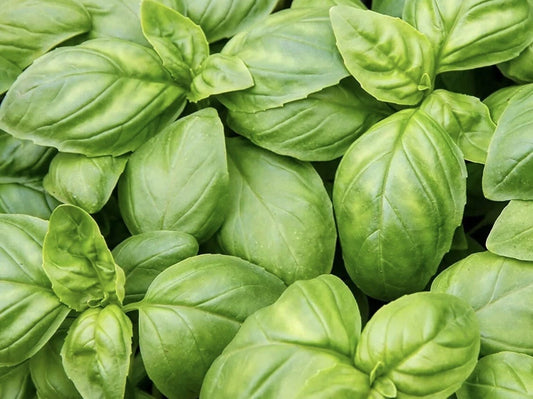Italian Sweet Basil Seeds - 100 Non-GMO Organic Herb Seeds for Edible Gardening - Ocimum basilicum
