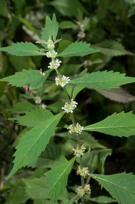 Lycopus americanus Seeds - 300+ American Bugleweed Common Water Horehound Seeds for Planting
