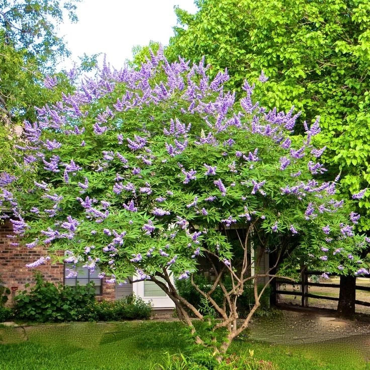 50 Chaste Vitex Tree Seeds - Hardy Monks Pepper (Vitex agnus-castus) - Drought Tolerant, Aromatic, Medicinal Plant