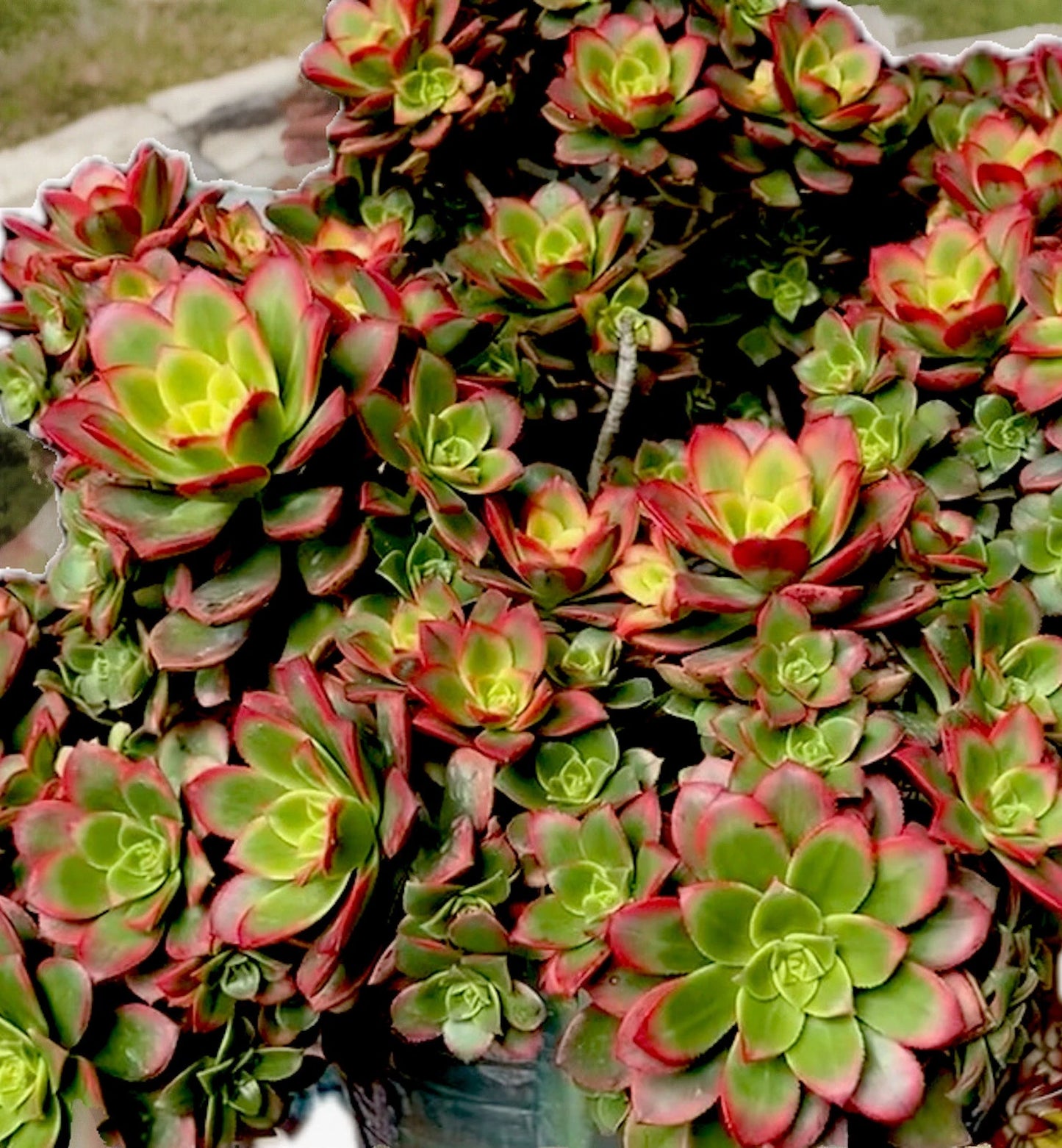 Aeonium Kiwi Variegated Succulent Cutting 2-3” Rare Healthy Easy Care Plant