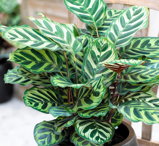 Calathea Makoyana Plug - Live Peacock Plant Starter - Well-Rooted Indoor Houseplant - Calathea Orbifolia