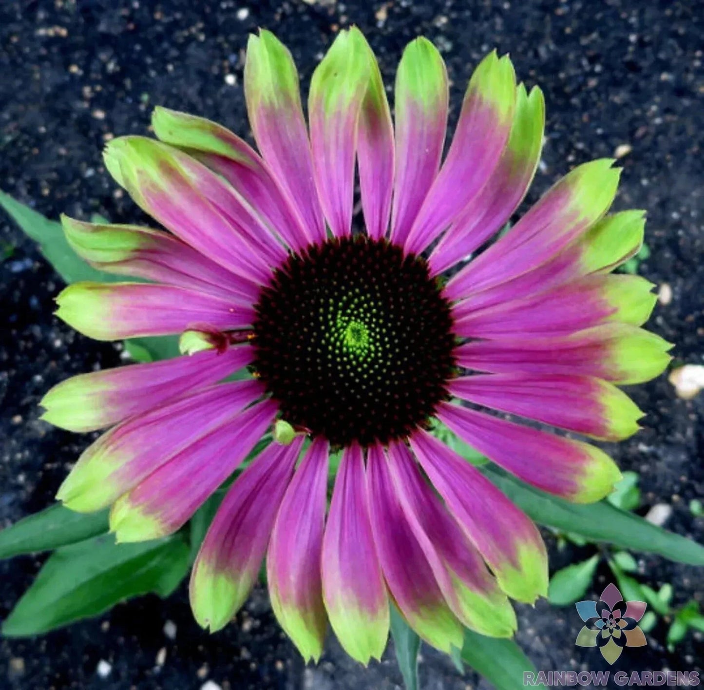 Green Twister Rudbeckia Seeds - 200+ Count for Garden Planting - Rudbeckia hirta - USA Grown