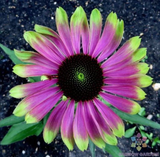 Green Twister Rudbeckia Seeds - 200+ Count for Garden Planting - Rudbeckia hirta - USA Grown