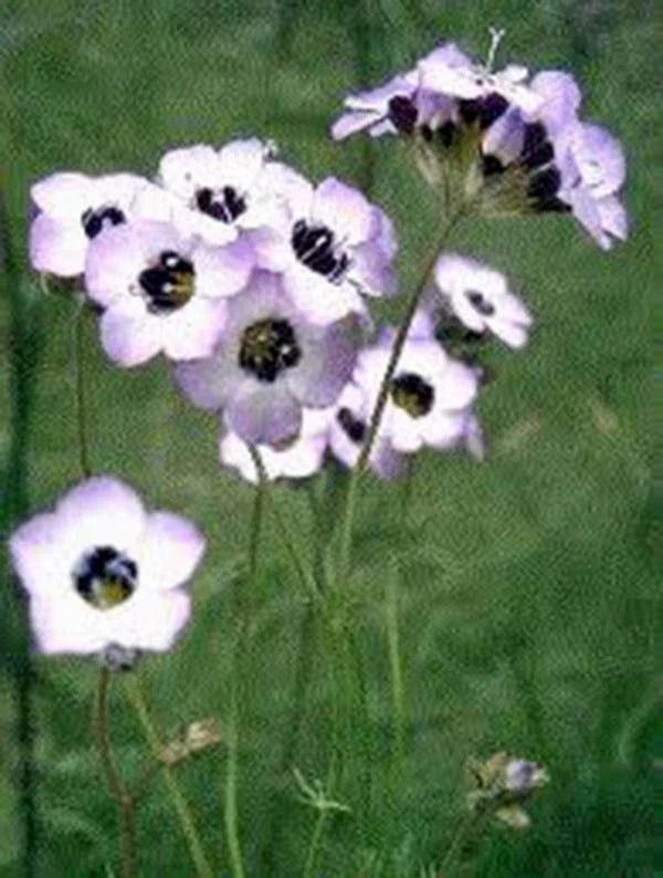 Bird's Eye Gilia Tricolor Seeds - 100+ Seeds for Beautiful Delicate Lavender Blooms - Gilia tricolor