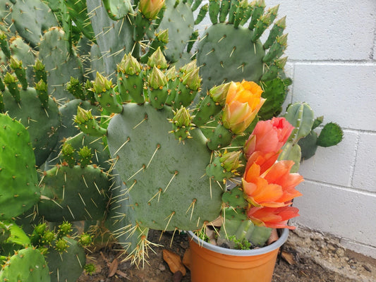 Cactus Cuttings - Succulent Variety - Perfect for Propagation - Opuntia spp.
