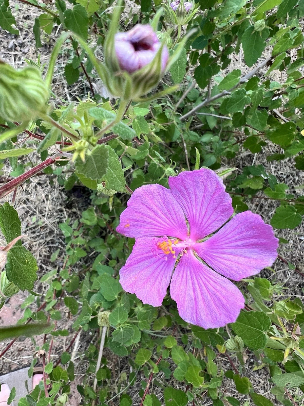Pink Desert Rock Rose Seeds - 15 Count Pavonia lasiopetala - Texas Native Perennial Flowers