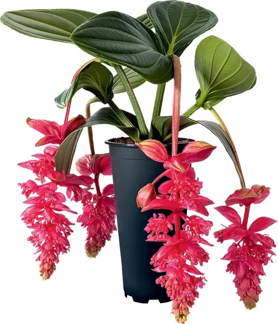 Royal Intenz Magnifica Medinilla Plant Starter - Live Well Rooted Rare Houseplant - Exotic Indoor Greenery