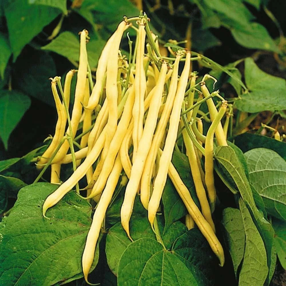 Bulk Golden Wax Bean Seeds | Yellow Wax Beans Green Vegetable Seed | Fresh 2025 | Phaseolus vulgaris