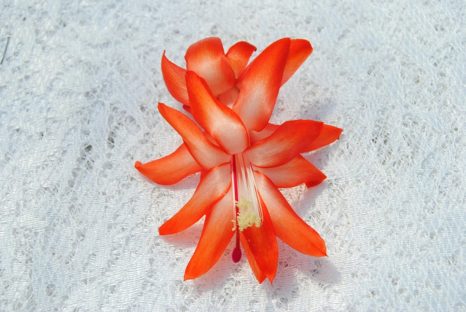 Christmas Cactus Starter Plant - Desert Sun - Schlumbergera Truncata - Well Rooted, Healthy Plant for Home Decor or Gifting