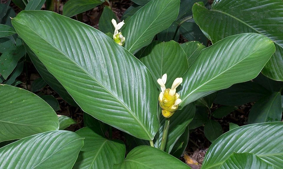 Marantifolia Calathea Seeds - 25+ Pack - Tropical Indoor Plant Seeds - Calathea marantifolia - USA Seller